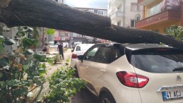 Fırtınanın devirdiği ağaç, park halindeki otomobilin üzerine düştü