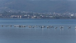 Kış mevsiminin keyfini sürmek için bu yıl da İzmit Körfezi’ne geldiler