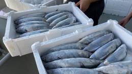 Karadeniz’de palamut bereketi