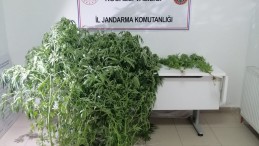 Evinin bahçesine Jandarma’dan kenevir baskını