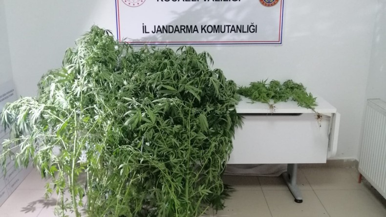 Evinin bahçesine Jandarma’dan kenevir baskını