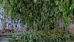 Gölcük Nüzhetiye’de esrar operasyonu