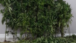 Gölcük’te 55 kök kenevir ele geçirildi