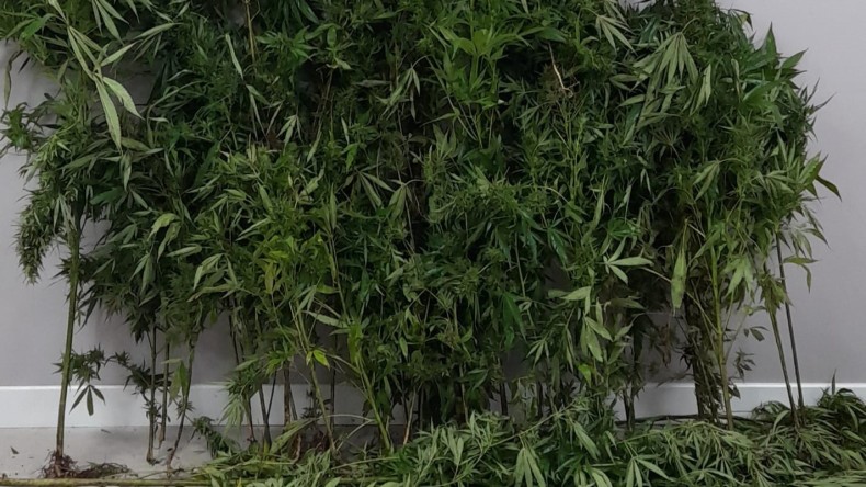 Gölcük’te 55 kök kenevir ele geçirildi