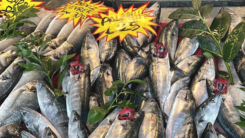 Tezgahlarda palamut bolluğu!