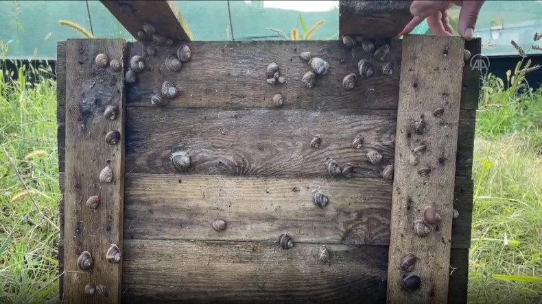 Kocaeli’deki salyangoz çiftliği İspanya’ya ihraç ediliyor