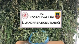 Kocaeli’de 4 kilo 825 gram esrar ele geçirildi!