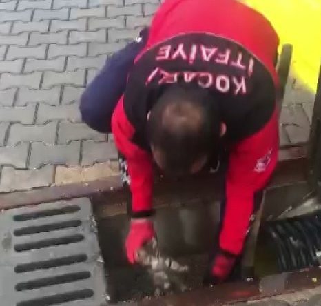 İlkokul öğrencisinin dikkati yavru kedileri ölümden kurtardı