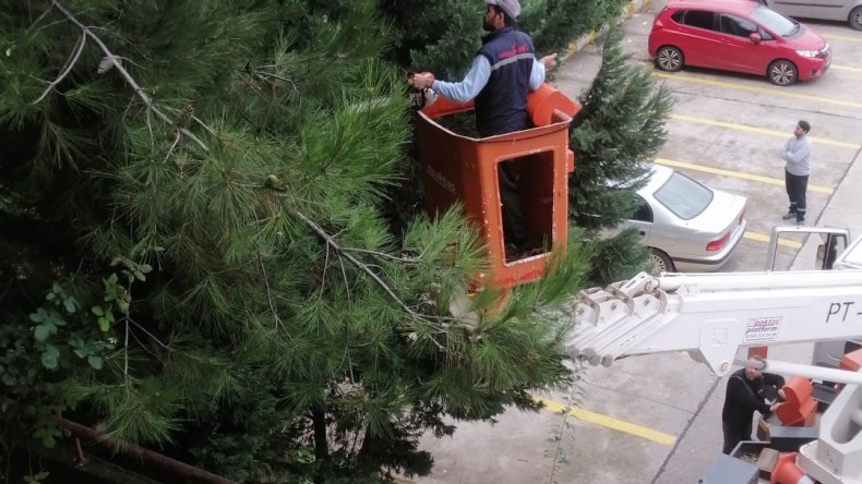 Tehlike arz eden ağaca müdahale