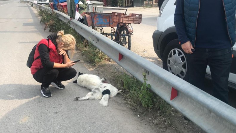 Dikkatsiz sürücü o masumun ölümüne sebep oldu!