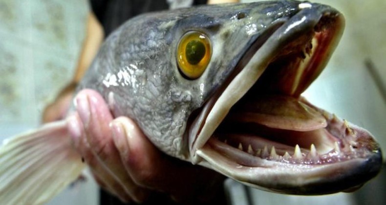 Balık fiyatları dudak uçuklattı!