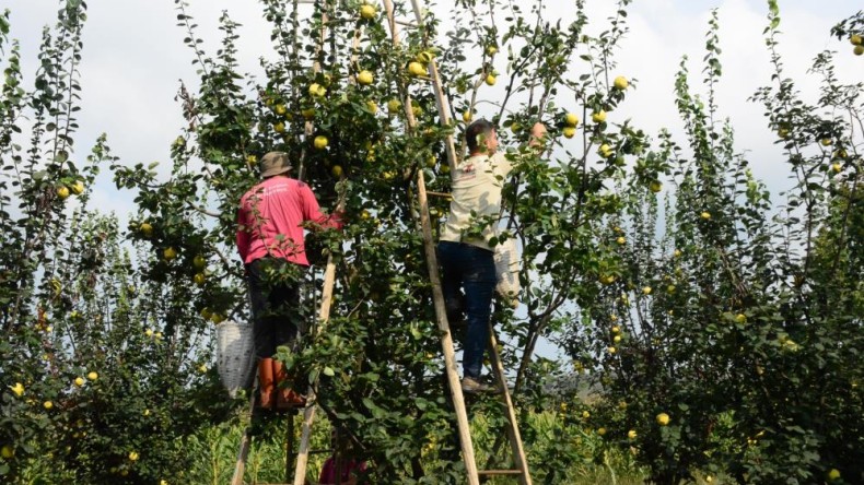 Avrupa’nın ayvası bu köyden