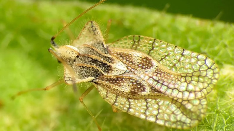 Büyükşehir: Meşe dantel böceği zararsızdır