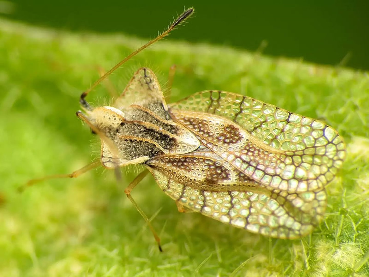 Büyükşehir: Meşe dantel böceği zararsızdır