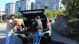 Sürüden kaçan bir koyun ile bir kuzu, şehri birbirine kattı