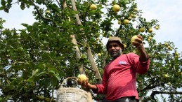 Eşme ayvası bu festivalde görücüye çıkacak