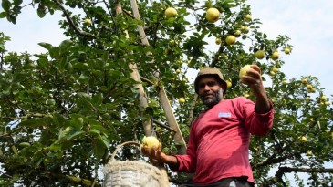 Eşme ayvası bu festivalde görücüye çıkacak