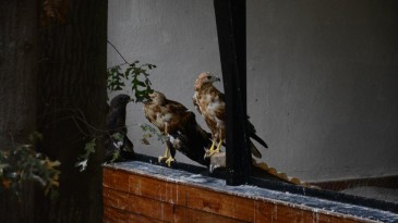 Dev kanatlar, keskin gözler: Onlar Kocaeli’de!