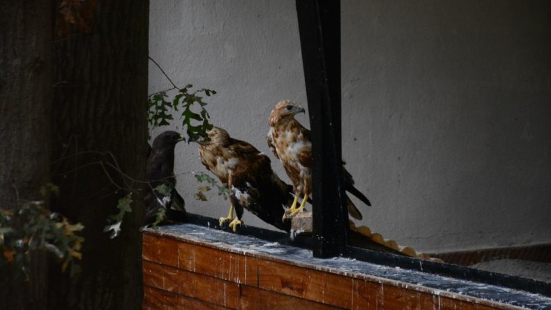 Dev kanatlar, keskin gözler: Onlar Kocaeli’de!