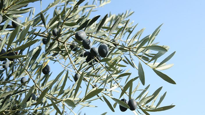 Ata ağaçlarında yetiştirilen ‘Karamürsel Samanlı zeytini’ tescil yolunda