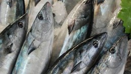 Palamudun fiyatı düştü, vatandaşlar akın etti