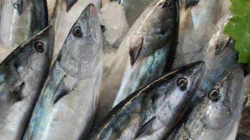 Palamudun fiyatı düştü, vatandaşlar akın etti