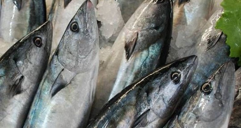 Palamudun fiyatı düştü, vatandaşlar akın etti