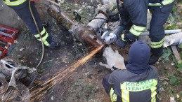 Olay Gölcük Değirmendere’de yaşandı; Kafasını öyle bir yere sıkıştırdı ki….