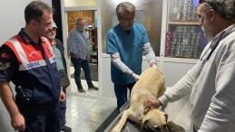 Jandarma ekiplerinin yaralı halde bulduğu köpek tedavi edildi