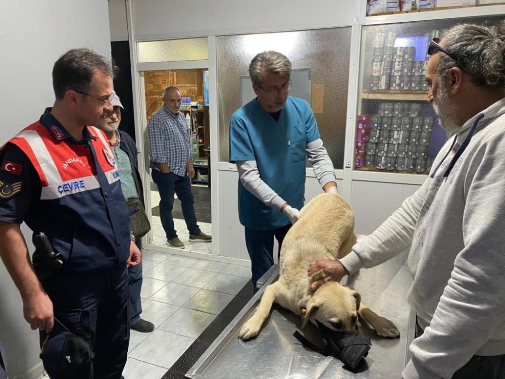 Jandarma ekiplerinin yaralı halde bulduğu köpek tedavi edildi