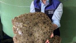 İzmit Körfezi için yeni kalkan yavruları üretildi