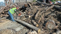 Budanan ağaçlar ihtiyaç sahiplerine yakacak odun oluyor