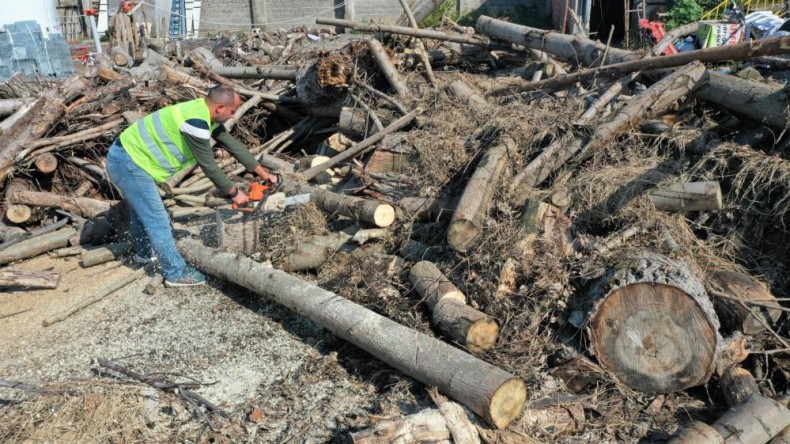 Budanan ağaçlar ihtiyaç sahiplerine yakacak odun oluyor