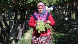 Üzüm çiftçinin yüzünü güldürdü
