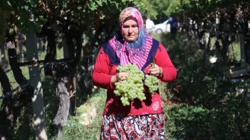Üzüm çiftçinin yüzünü güldürdü