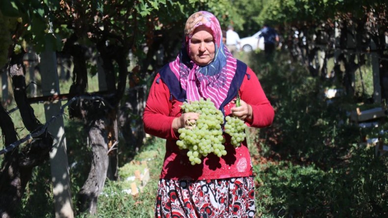 Üzüm çiftçinin yüzünü güldürdü