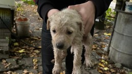 Dereye düşen yavru köpeği Büyükşehir İtfaiyesi kurtardı