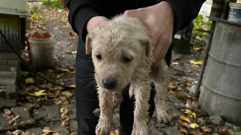 Dereye düşen yavru köpeği Büyükşehir İtfaiyesi kurtardı
