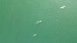 Yunusların en doğal gösterisi