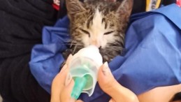 Yanan evden çıkarılan kediyi hayatta tutma mücadelesi