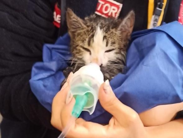 Yanan evden çıkarılan kediyi hayatta tutma mücadelesi