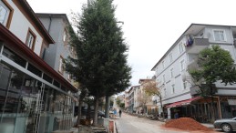 İzmit Belediyesi sökülen ağacı tekrar toprakla buluşturacak