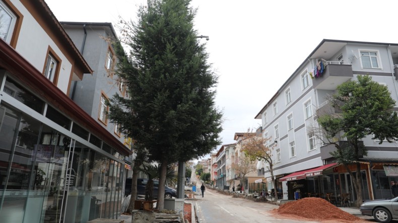 İzmit Belediyesi sökülen ağacı tekrar toprakla buluşturacak