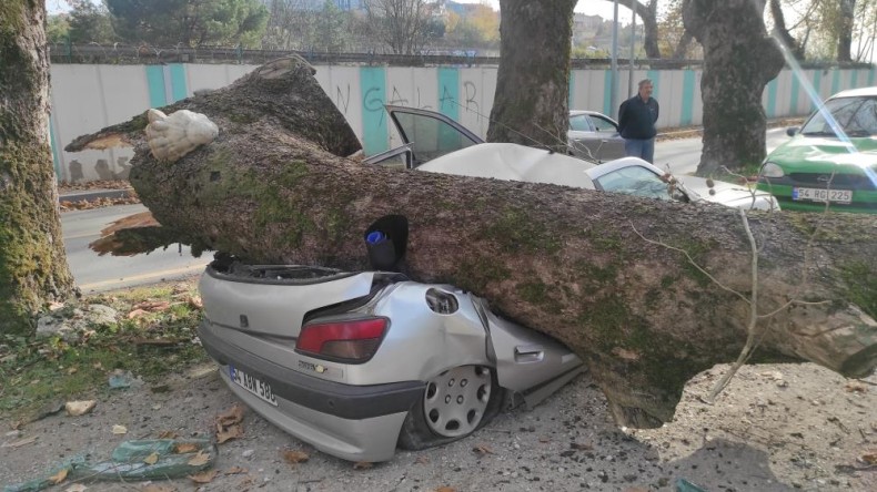 Çınar ağacı 4 aracın üzerine devrildi, facianın eşiğinden dönüldü