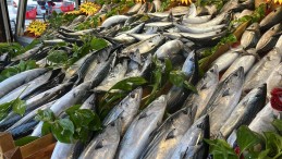 Denizlerde palamut bol, hamsi fiyatları düşecek mi?