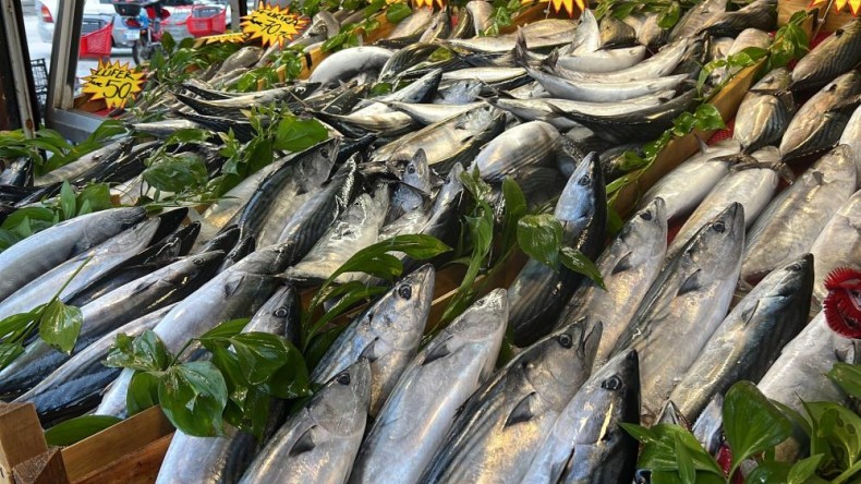 Denizlerde palamut bol, hamsi fiyatları düşecek mi?