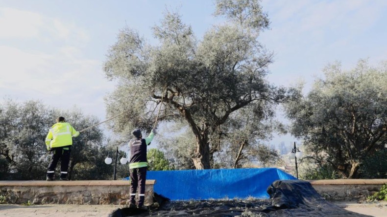 Zeytinler ihtiyaç sahipleri için toplanıyor