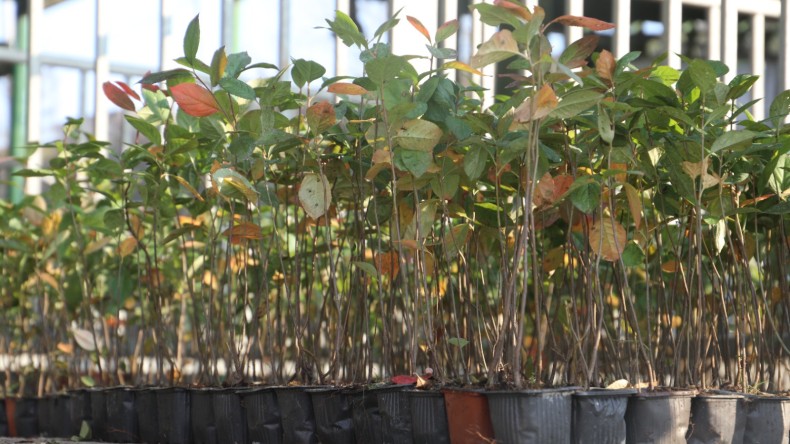 İzmit Belediyesinin hibe desteğiyle çiftçi toprağına süper meyve ekecek