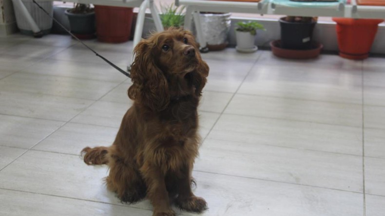 Kocaeli’de 19 bin 445 hayvanın kimliklendirildi