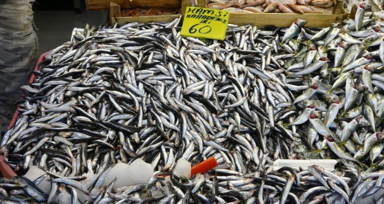 Karadeniz’deki bereket hamsinin fiyatını düşürdü